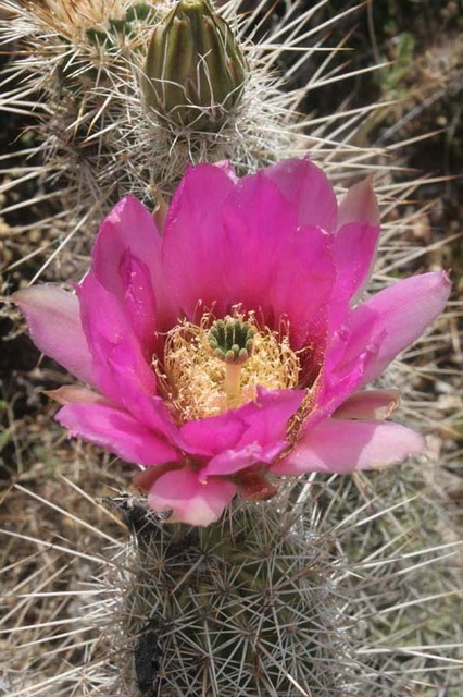 Hedgehog cactus flower