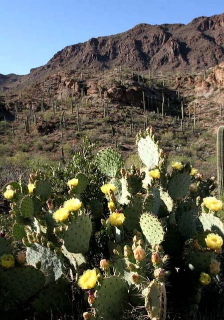 Prickly pear flowering and mountain