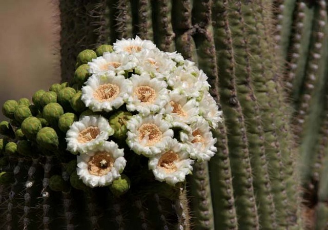 Saguaro flowers