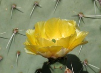 Highlight for Album: cactus flowers