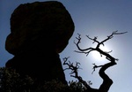 dead tree and chiricahua rock formations