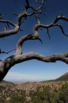 dead tree in chiricahua