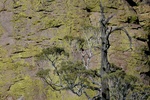juniper and chiricahua rock formations