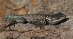 spiny lizard