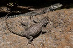 spiny lizards