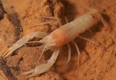 cave crayfish