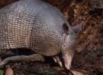 Armadillo