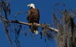 Bald eagle 1