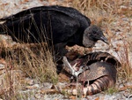 Black vulture and armadillo dinner