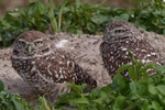 Burrowing owls