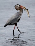 Great blue heron with fish