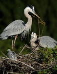 Great blue herons at nest