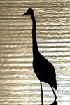 Great egret in sunset