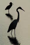 Great egret-yellow crowned night heron at sunset