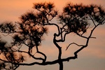 Long leaf pine tree at sunset