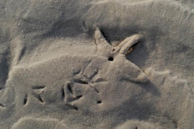 Sandpiper tracks and seastar