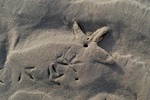 Sandpiper tracks and seastar