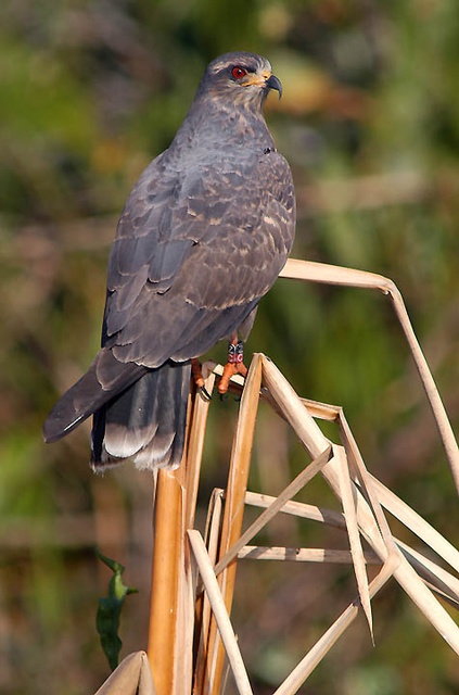 Snail kite 1