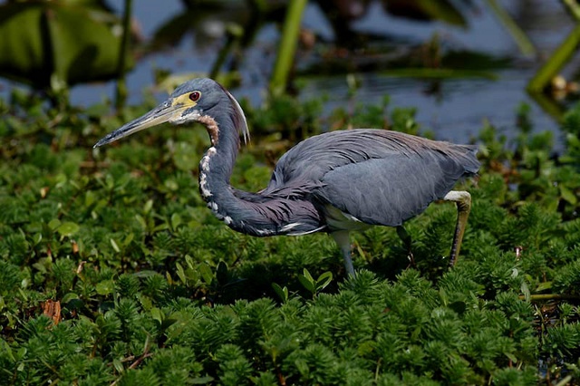 Tri-colored heron