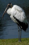 Wood stork