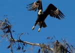 bald eagle 2
