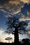 Baobob tree at sunset at Tarangire park in Tanaznia