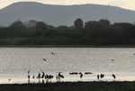 Selous lake in Tanaznia