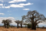 Baobab trees at Tarangire park in Tanaznia