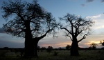 Baobab trees  sunset at Tarangire park in Tanaznia