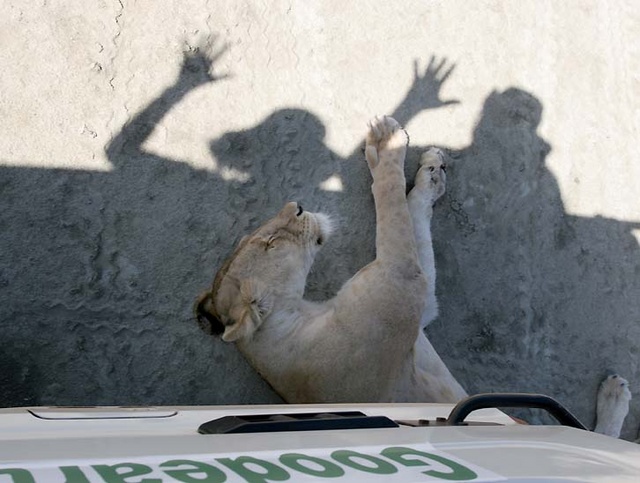 lion under our car at Ngorongoro Crater