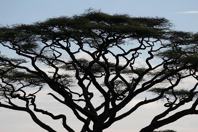 Acacia tree in the Serengeti, Tanzania