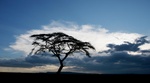 Acacia trees and a thunder storm  in the Serengeti, Tanzania