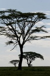 Acacia trees in the Serengeti, Tanzania
