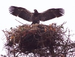 Bald eagle fledgling