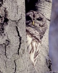 Barred owl