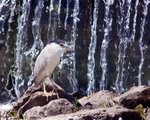 Black crowned night heron