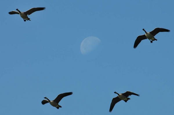 Canada geese and moon