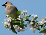 Cedar waxwing