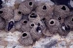 Cliff swallows 1