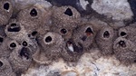 Cliff swallows 2