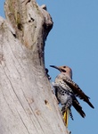 Flicker