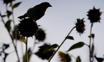 Goldfinch