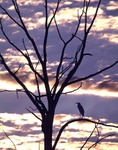 Great blue heron at sunset