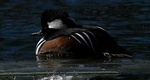 Hooded merganser male