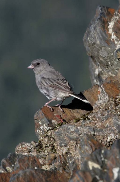 Junco on ledge, Smoky Mountains