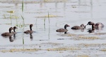 Pied billed grebe family