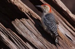 Red Bellied Woodpecker