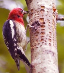 Red breasted sapsucker