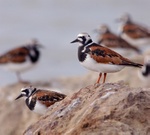 Ruddy turnstone