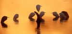 Snowy egrets at sunrise